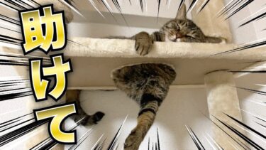 凶暴猫が穴にはまって事故ってたので助けようとしたら…【てん動画】