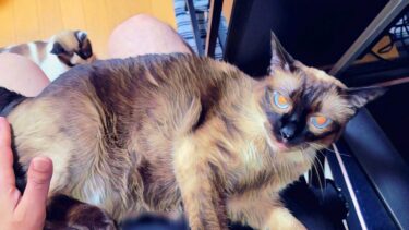 膝から離れないシャム猫に下りてと頼んだら数回激怒されたが下りてくれた🎉【CuteWoo】
