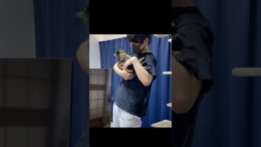 パパに抱っこされるのを嫌がる猫…【てん動画】