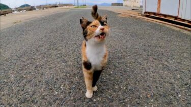 猫島の三毛猫ちゃんは会うと挨拶してきてカワイイ【感動猫動画】