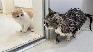 お風呂で濡れて小さくなっちゃった兄と再会した子猫の反応がかわいすぎたw【もちまる日記】