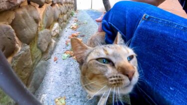 細い路地裏で出会った猫ちゃん、ナデナデすると喜んで膝の上に乗ってきた【感動猫動画】