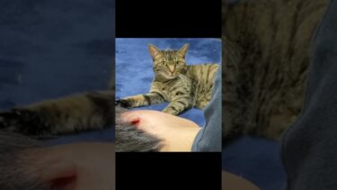 賢い猫の前で死んだふりをした結果…【てん動画】