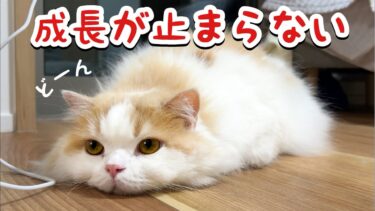 4歳になっても成長し続ける猫の体重をはかったら凄かったw【猫のレモンちゃんねる】