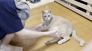 成長してもやることは変わってない猫と息子【ひのき猫】