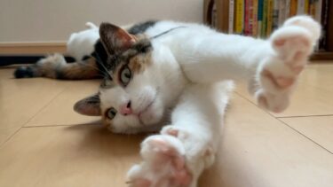 毎日が夏休み！ぐうたら過ぎる猫たちの夏の過ごし方がこちらｗ【ぽてとチャンネル】