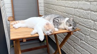 テラスを開放しておいたら猫たちが気持ち良すぎてこうなってました…笑【もちまる日記】