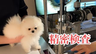 子犬に異常があり精密検査してきました【猫のレモンちゃんねる】