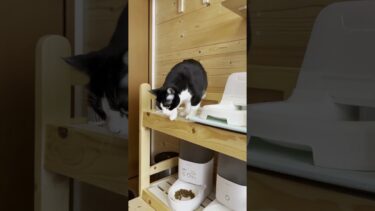 私にも飲ませてよ？な猫【ひのき猫】