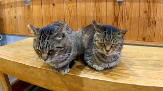 猫島で散歩中に雨が降ってきたので切符売り場で雨宿りしたら超楽しい空間だった【感動猫動画】