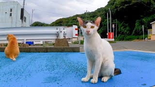 フェリー乗り場の夕方の猫の集会に行ってきた【感動猫動画】