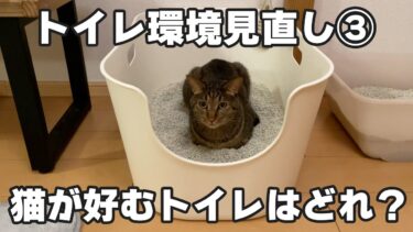 トイレ環境見直し③猫が好むトイレの大きさと形を検証＆猫砂を快適に使う裏技を見つけました！【ぽてとチャンネル】