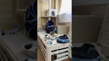 豆大福よ、君は何がしたい？【ひのき猫】
