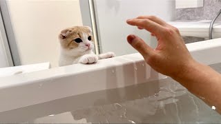飼い主がお風呂で溺れてたら子猫がまさかのこうなりました…【もちまる日記】