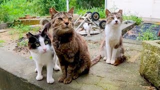 撫でられたいけど何か恐いので友達を先に差し出すハチワレ猫【感動猫動画】