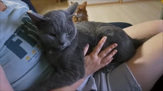 ボス猫の特権　ママを独り占めできる【kokesukepapa】