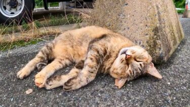 【今週の感動猫動画】今週撮った短い未公開動画まとめて公開-unreleased video of this week-2023/7/2w【感動猫動画】
