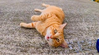 漁港の猫ちゃんがかわい過ぎる【感動猫動画】