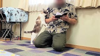 珍しくペポ猫がかまってモードになった時に読書に集中し過ぎた結果📚【CuteWoo】