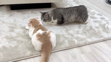 初めて元気がない子猫を見て心配した兄猫がまさかの行動に…【もちまる日記】