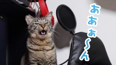 クラッキングの鳴き声が独特で可愛い猫☆狩猟モード全開だけど情けない声で『ああ～ん』って鳴くガーちゃん☆【リキちゃんねる　猫動画】 キジトラ 猫のいる暮らし