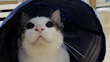 本当は凶暴な猫がトンネルに入ると本性を現します【ひのき猫】