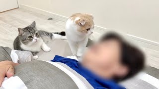 早朝から大好きなばあばを無理矢理起こしに行く猫たちがかわいすぎました笑【もちまる日記】