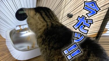 自動給餌器からご飯が出る時間を正確に把握してる天才猫…【てん動画】