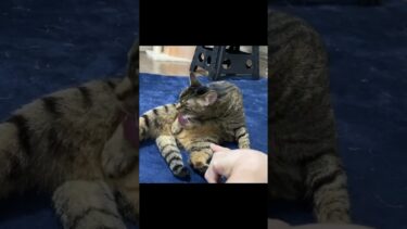毛繕い中の猫を触った結果…【てん動画】