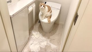 ドアを開けたら子猫のイタズラでトイレが大惨事になってました…【もちまる日記】