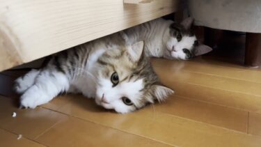 どうせ落ちるならエアコンの効いた涼しい部屋がいい猫【ひのき猫】
