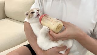 哺乳瓶にミルクを入れてあげたら甘えんぼ子猫がこうなっちゃいました…笑【もちまる日記】