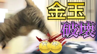 寝ていたら猫の強烈な蹴りで金玉が破壊されました…【てん動画】