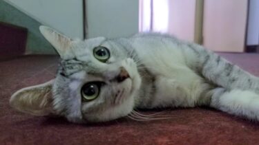 【猫旅館】旅館の廊下に寝ていた客室係的な猫【感動猫動画】
