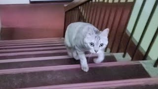 旅館猫「撫でろニャン」ヨシヨシ「触るなニャン」喜んでるのか怒ってるのかよく分からない客室係の猫【感動猫動画】