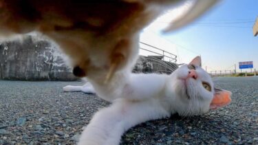 【今週の感動猫動画】今週撮った短い未公開動画まとめて公開-unreleased video of this week-2023/7/4w【感動猫動画】