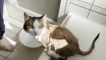 擦れた鳴き声で静かに何かを訴える猫【ひのき猫】