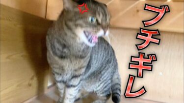 てん♀がふく♂の部屋に侵入し激怒してブチギレた…【てん動画】