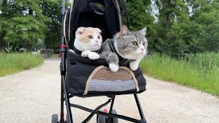 ベビーカーで公園をお散歩したら猫たちが大喜びでかわいすぎました…【もちまる日記】