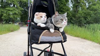 ベビーカーで公園をお散歩したら猫たちが大喜びでかわいすぎました…【もちまる日記】