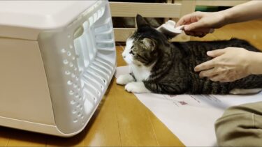 新製品の毛玉キャッチャーの前から離れようとしない猫【ひのき猫】