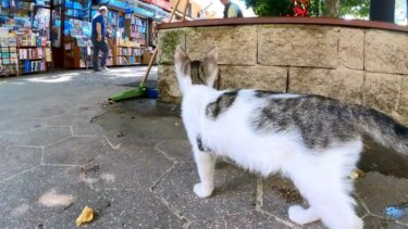 縄張りの古本屋街をパトロールする猫【感動猫動画】