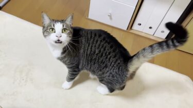 鳴き声を連呼して伝えようとしてるのに気づいてもらえない猫【ひのき猫】