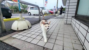 コンビニに来たら小柄な三毛猫がいきなり懐いて来て離れなくなった🤗【CuteWoo】