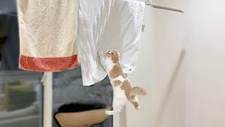 部屋の中に洗濯物を干してたら子猫がまさかのこうなってました…汗【もちまる日記】