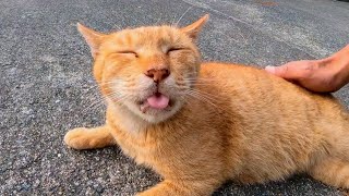 腰トントンされるとペロペロする野良猫【感動猫動画】