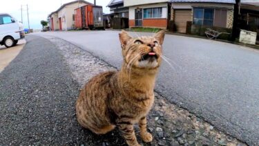 港にいた猫ちゃん、ベロを戻し忘れていてカワイイ【感動猫動画】