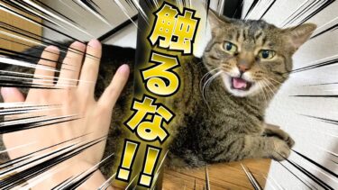 お腹が大きくなってきたメス猫を触ろうとした結果…【てん動画】