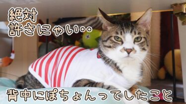食べないタイプのお薬にはめっちゃ警戒する猫☆ゴマちゃんは超ビビりっこ☆スイカスカーフとボーダーの可愛いシャツでおしゃれに【リキちゃんねる　猫動画】 キジトラ 猫のいる暮らし