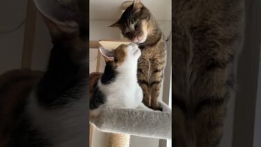 妹猫を舐めすぎて気まずい空気になっているのにも関わらずオラついてる兄猫…笑 #shorts #猫【ぽてとチャンネル】